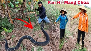 Người Đàn Ông Dũng Cảm Vây Bắt 1 Con Rắn Hổ Mang Chúa Khổng Lồ Nặng 4kg Dài 2 Mét Ngoài Cánh Đồng