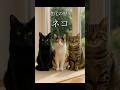 ネコの進化　#ネコ #ねこ #猫 #猫のいる暮らし #進化 #自然 #科学