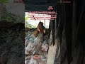 POV:240526 7zhjh1447H kesatuan penjenayah tempatan bergabung bentuk kelompok militan bawah tanah