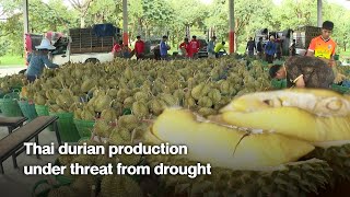 Thai Durian production under threat from drought