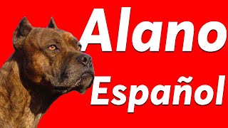 ALANO ESPAÑOL  (Origen  Características  Comportamiento  Cuidados)