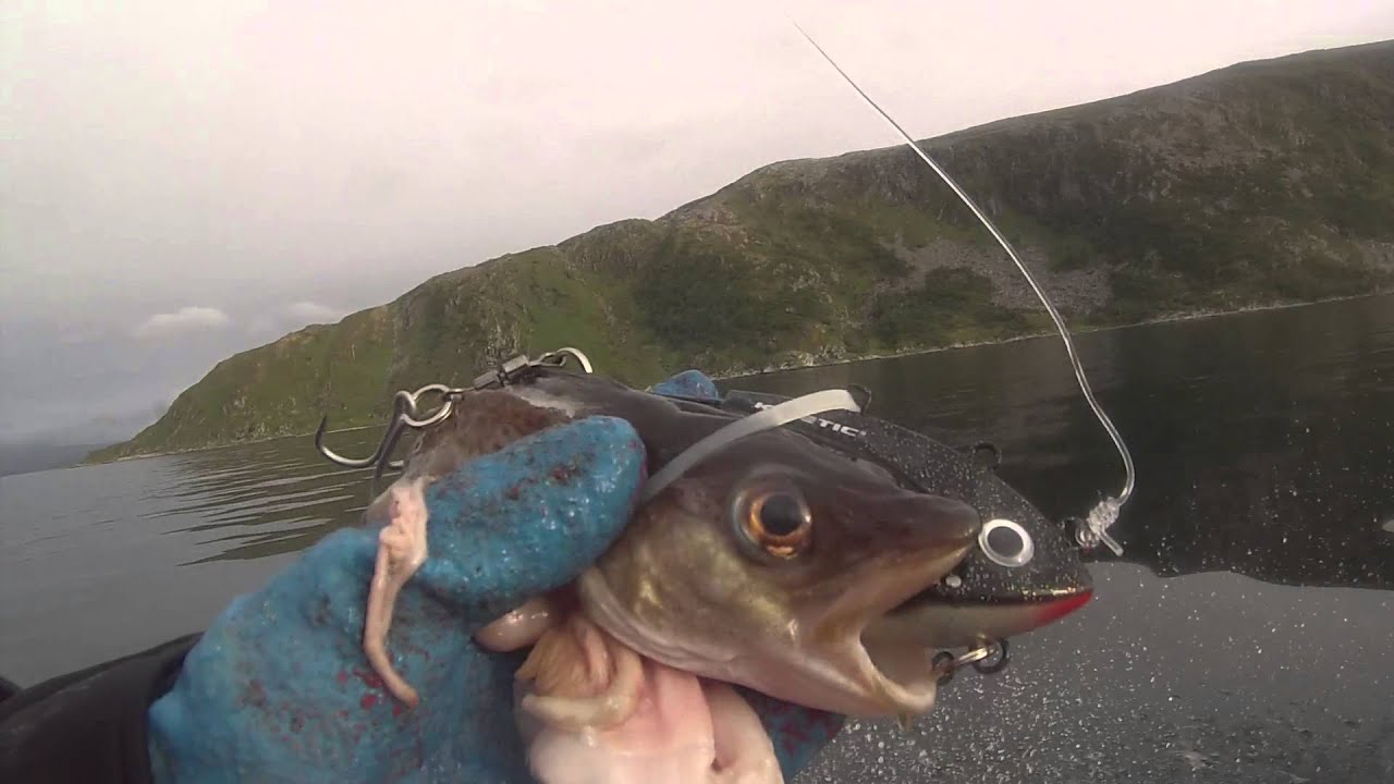 Baithead Rigged With Cod Halibut Fishing Norway Youtube pertaining to Fishing Tips Norway Baithead Rigged With Cod Halibut Fishing Norway Youtube pertaining to Fishing Tips Norway