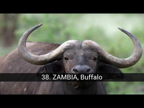 Emblematic animals by countries