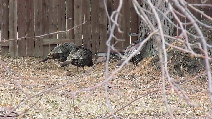 Wild Turkeys in My Backyard