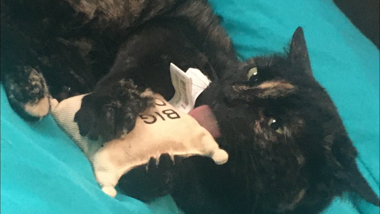 Giving my cat catnip YouTube