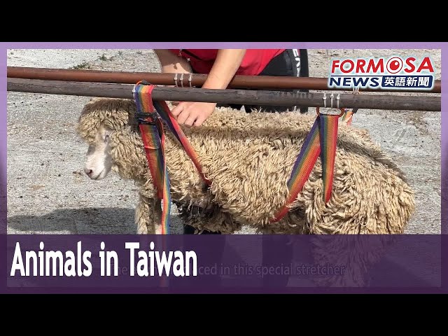 Sheep rescue in Nantou and protection for black swan cygnets｜Taiwan News