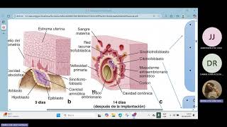 HISTOLOGÍA DE LA PLACENTA
