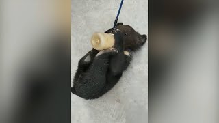 Two Asian black bear cubs rescued in northwest China