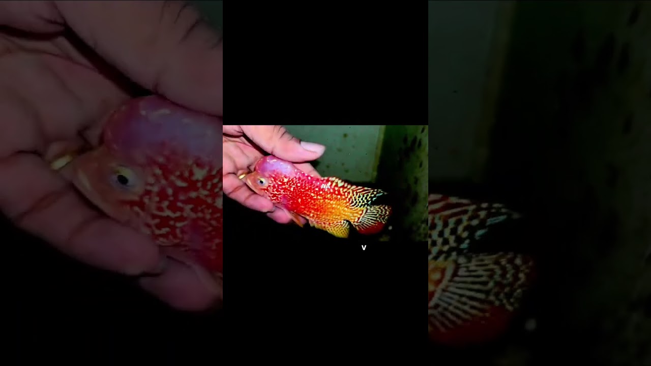 IMPORTED F2 GB KAMFA FLOWERHORN 😍
