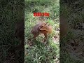 BABY Kirk's Dik-Dik #youtube #trending short video Mp3 Song