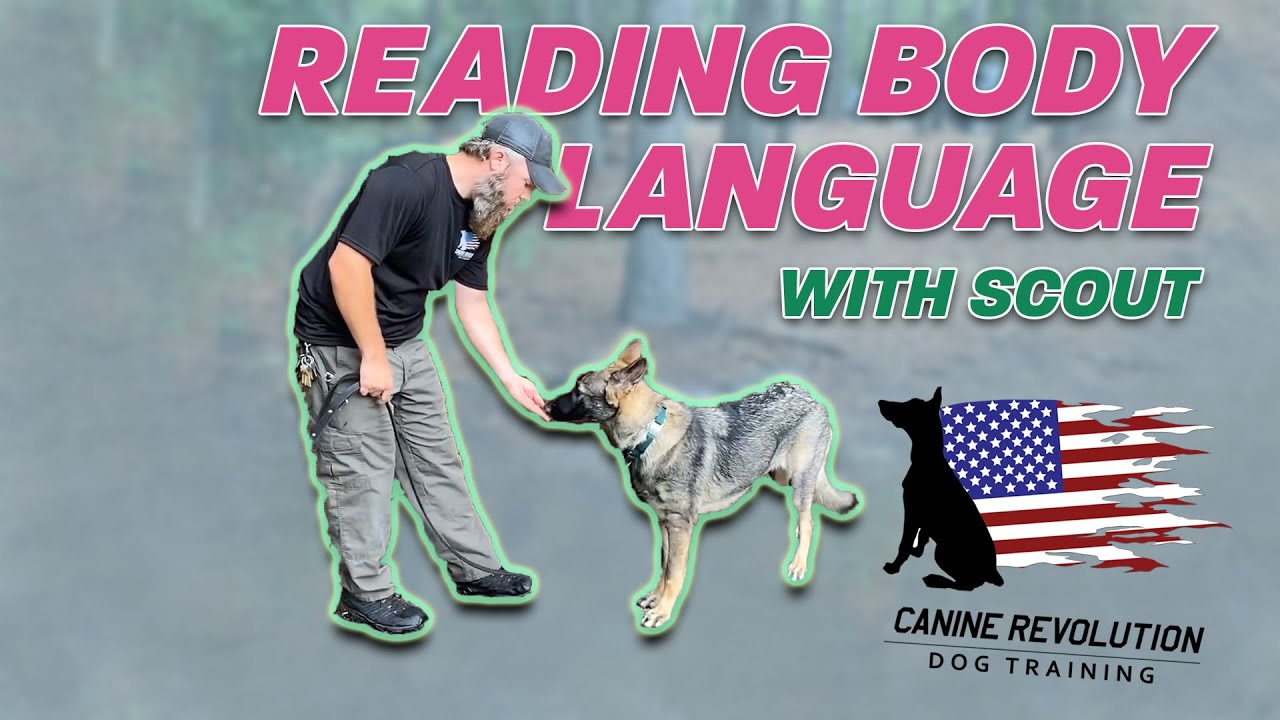 Making Observations In Dog Behavior And Body Language Youtube Making Observations In Dog Behavior And Body Language Youtube