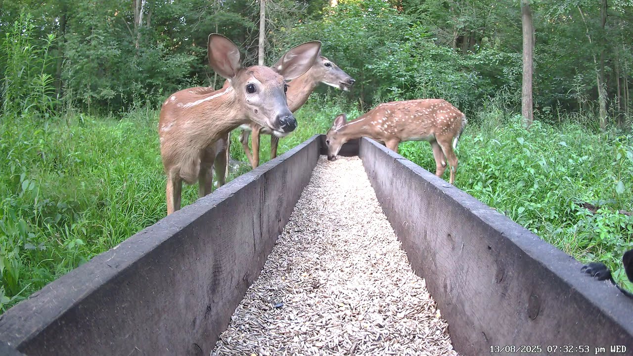 Dinner Time for Mom & Her Fawns — with a Squirrel Surprise! 🦌🐿 | Fernwood Hills