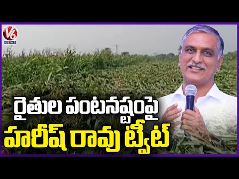 Harish Rao Demands Government To Support Farmers Who Lost Their Crop For UnexpectedRainfall | V6News - V6NEWSTELUGU
