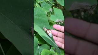 Cute Baby Snail 🐌 #snail #insects #fyp #nature #gary