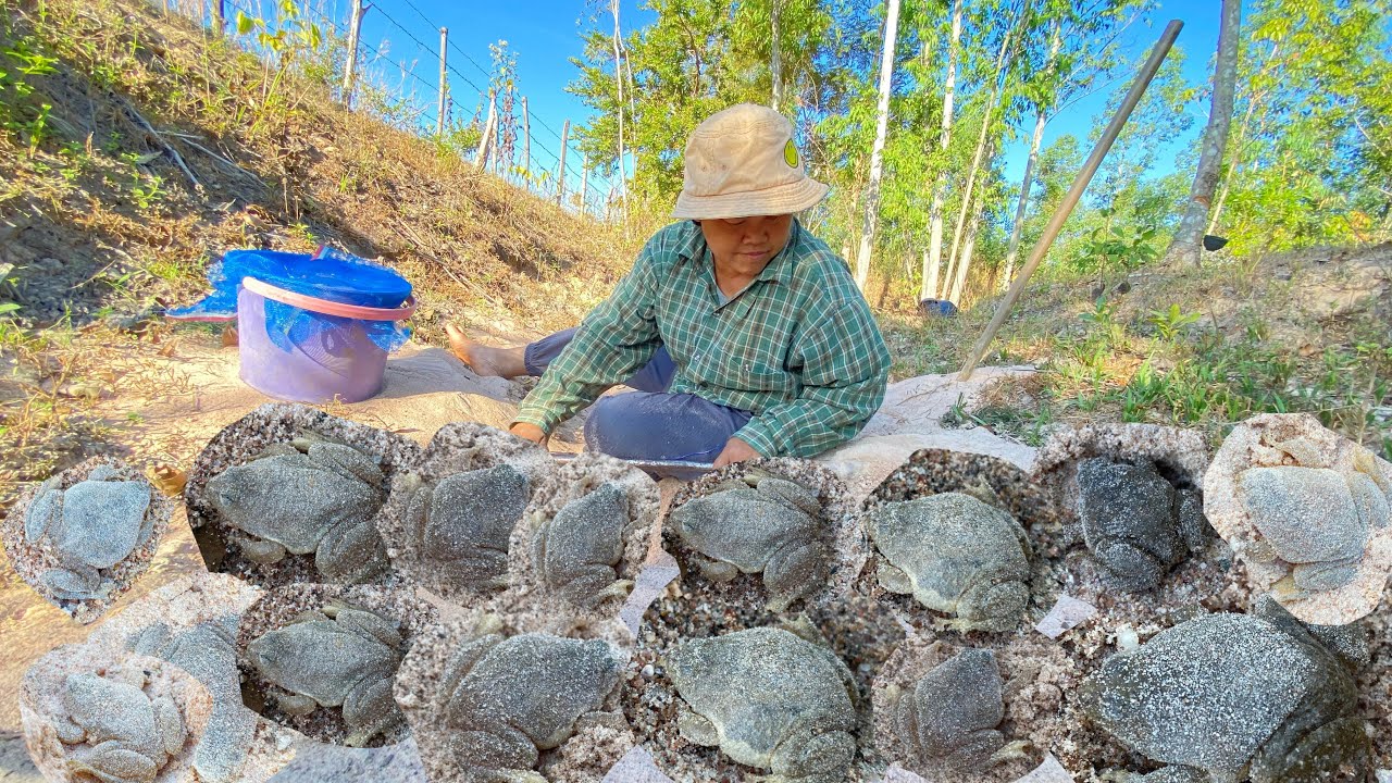 เปลี่ยนวิถีการหาอยู่หากินหาเขียดทรายตามท่งนา หมานเขียดทรายตัวอ้วนๆหาชั่วโมงกว่าหมานเขียดเป็นกิโล
