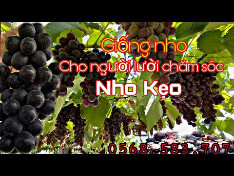 Video Giống nho kẹo NH01-126 : Giống nho làm biếng cho người... - youtube