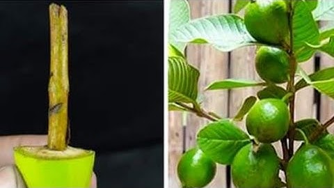 Best and easy way to grow Guava plant at home from cutting || Step-by-step guide