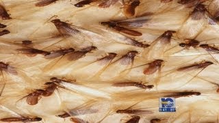 Termites swarm: Experts say normal this time of year