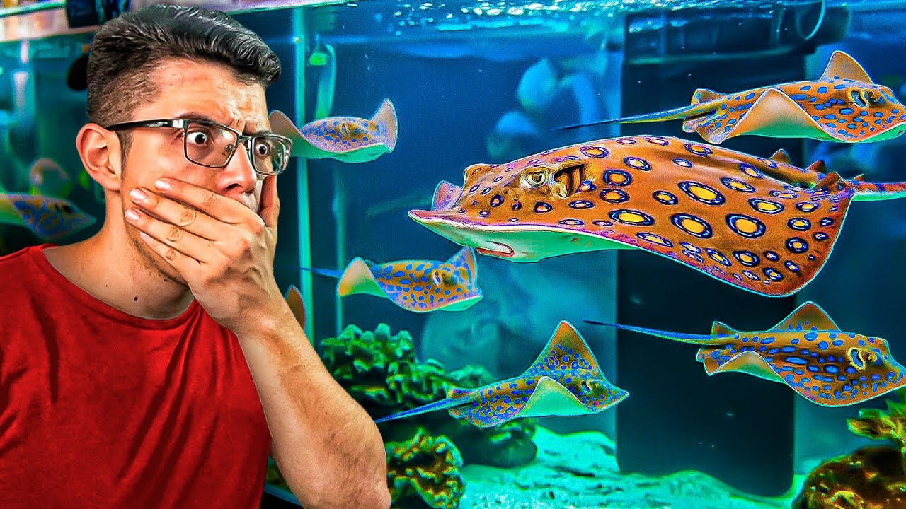 VI RAYAS GIGANTES en el mercado de peces Morelos! 😱🦈