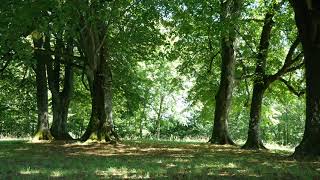 Звуки леса, пение птиц. Sounds of the forest, birdsong.