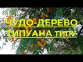 Типуана Типу, дерево-солнце в Израиле. Описание, свойства дерева Типуана типу