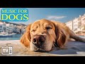 Soothe Anxiety with Music for Dog: The Best Anti-Anxiety Solution for Dogs When Home Alone ! DOG TV