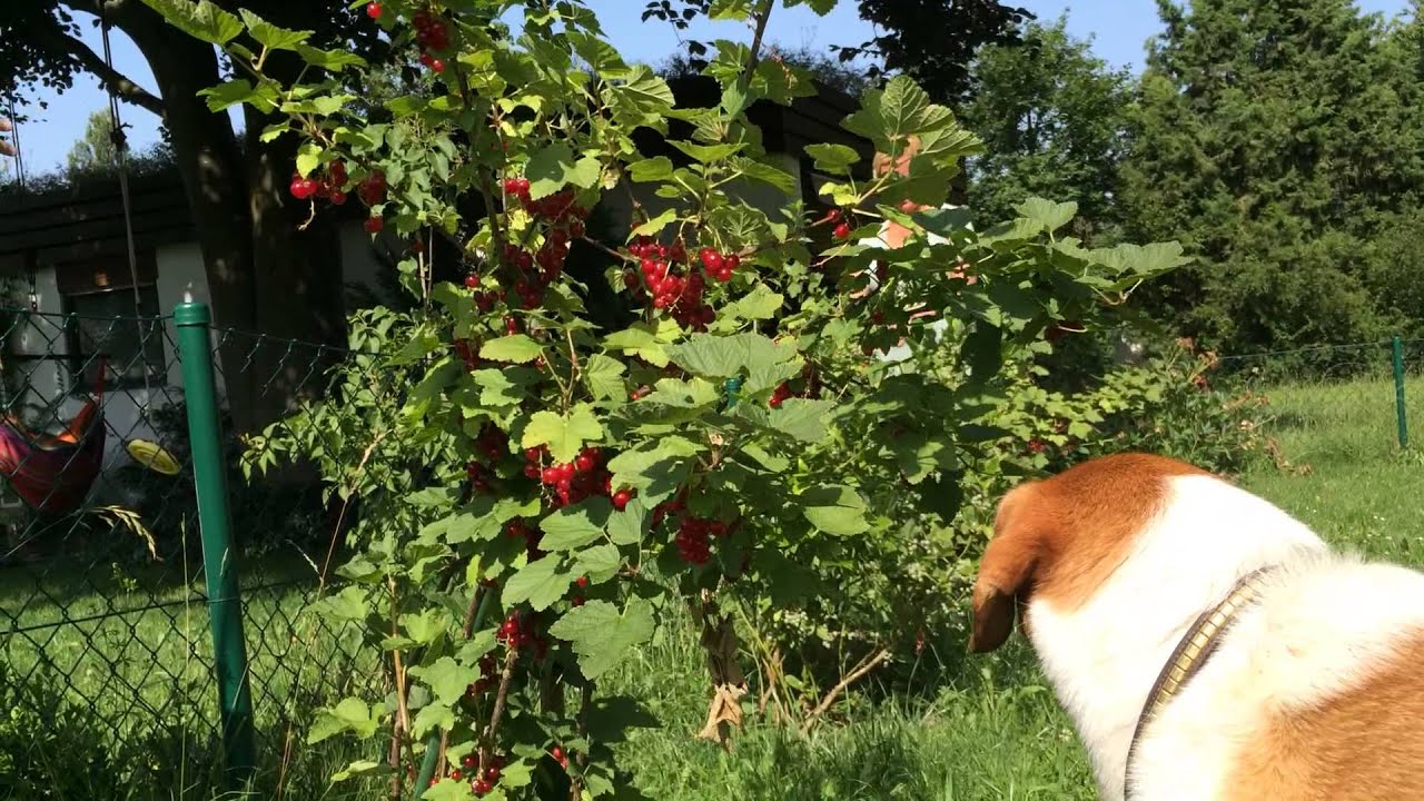 Dog eating currants YouTube