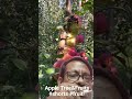 Apple Tree and Fruits #fruit #shortsfeed #new #nature #garden #food