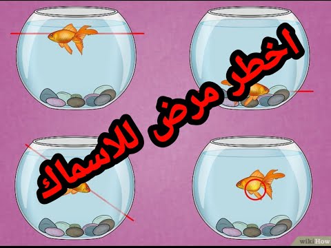 اخطر مرض للاسماك المثانة الهوائية سمك الزينه
