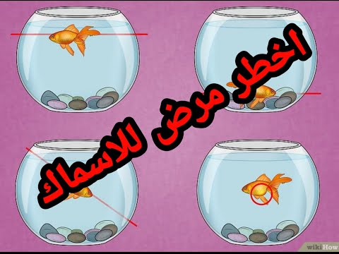 فيديو: لماذا تقفز الأسماك من الحوض