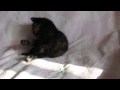 экзотический котенок черепахового окраса 1 месяц
