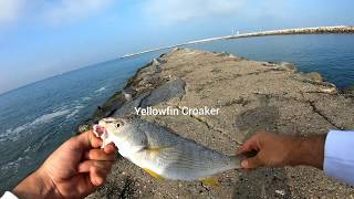 Fishing for Spotted Bass, Halibut, Yellowfin Croaker in Marina Del Rey California