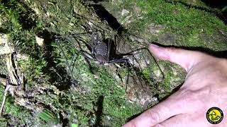 Huge Tailless whip scorpion Tanzania by bugsnstuff 182 views 2 months ago 1 minute, 7 seconds