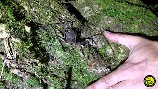 Huge Tailless whip scorpion Tanzania