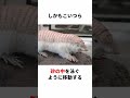 砂漠専用生物「ピンクフェアリーアルマジロ」#生き物 #生物 #動物 #雑学