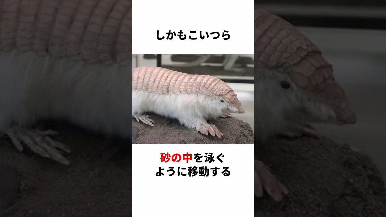 砂漠専用生物「ピンクフェアリーアルマジロ」#生き物 #生物 #動物 #雑学