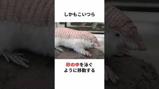 砂漠専用生物「ピンクフェアリーアルマジロ」#生き物 #生物 #動物 #雑学