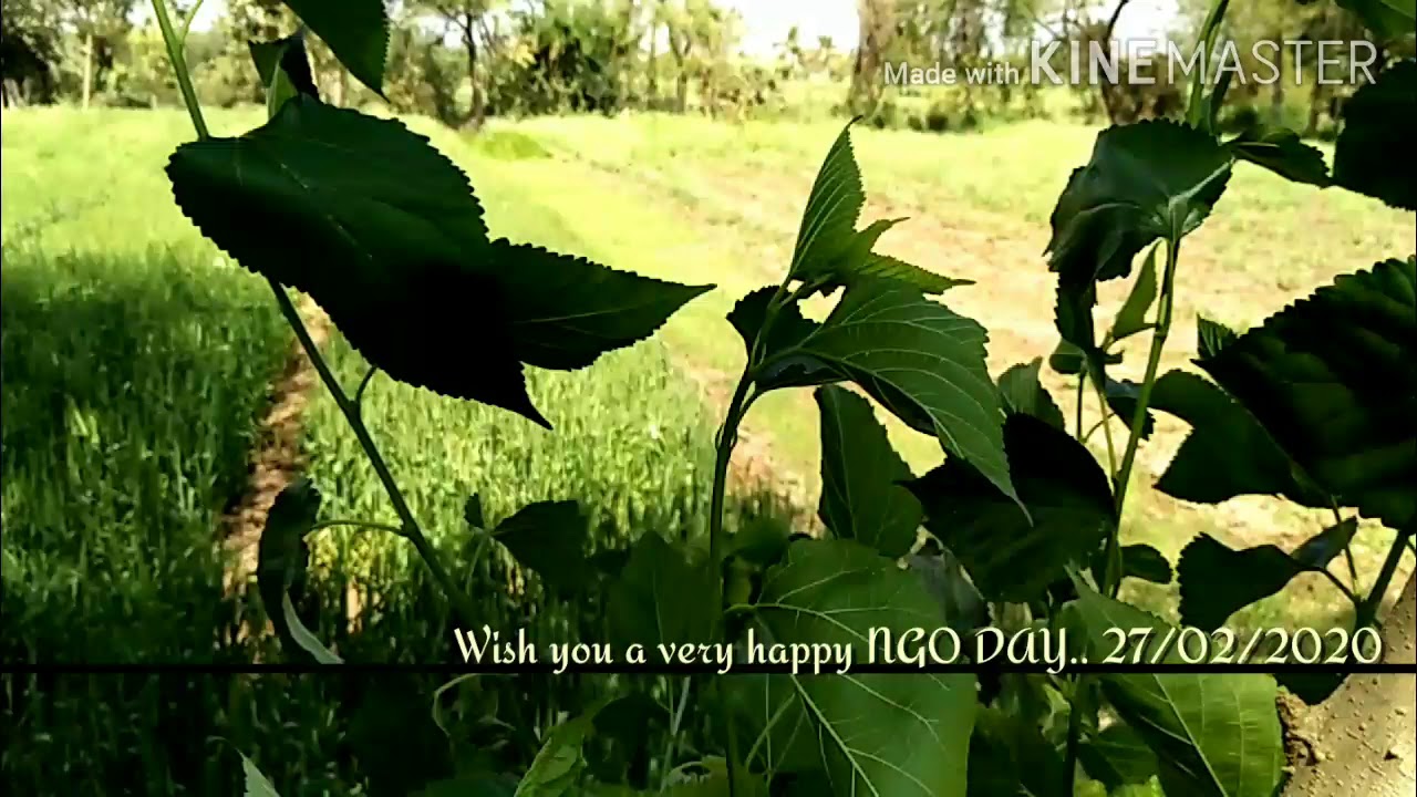 Ngo day multiple development organization jhagadia - YouTube