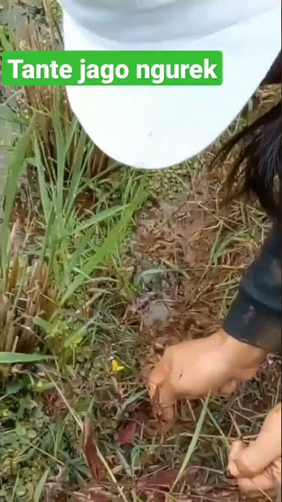 tante turun babon pada ikut#mancingbelut  #shorts