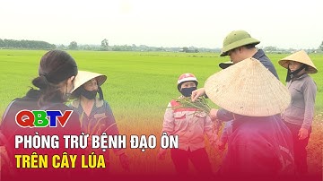 Phòng trừ bệnh đạo ôn trên cây lúa| QBTV
