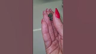 EXPERIMENT‼️Growing African Violet from Nothing/Result #violet #growing #gardening #propagation
