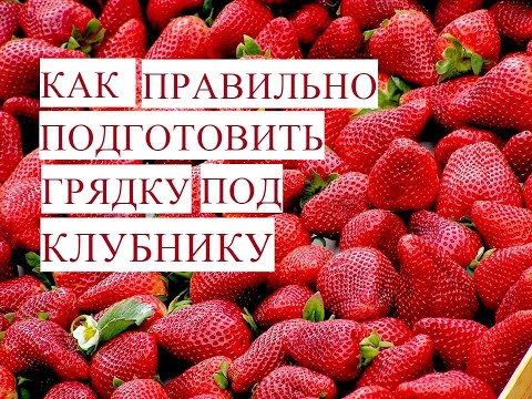 Размножение Клубники. Как Правильно Подготовить Грядку для Клубники. Сорта.