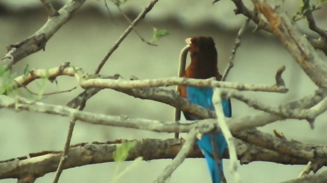 White Throated Kingfisher swallows this HUGE SNAKE WHOLE! | Spotted