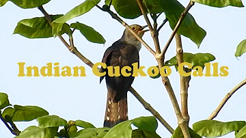 Unique Bird Calls - Indian Cuckoo