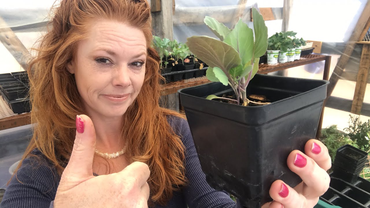 Victory Garden! Are you growing one? LIVE YouTube