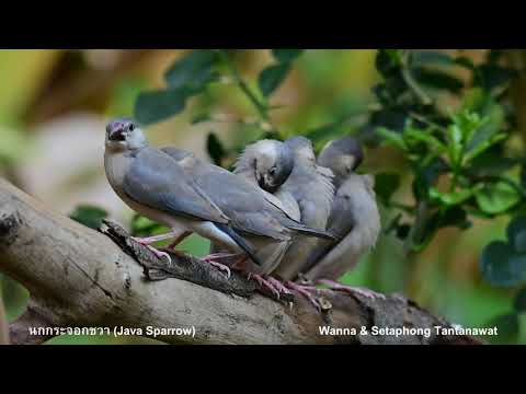 Java Sparrow
