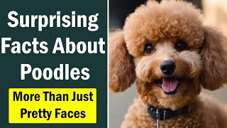 10 Surprising Facts About Poodles: More Than Just Pretty Faces by Fluffy Dog Breeds 99 views 8 months ago 4 minutes, 31 seconds