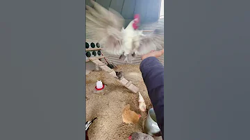 Chicken Flies On Command ViralHog 