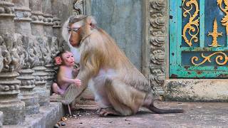 Little baby monkey can play around the mum monkey happily