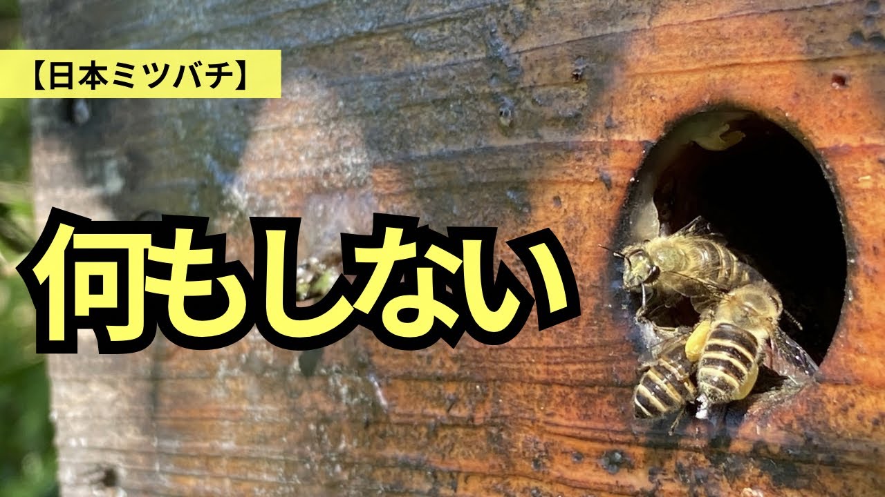 山で日本蜜蜂が入りました。 Japanese honeybees] They've come back to the place where I left